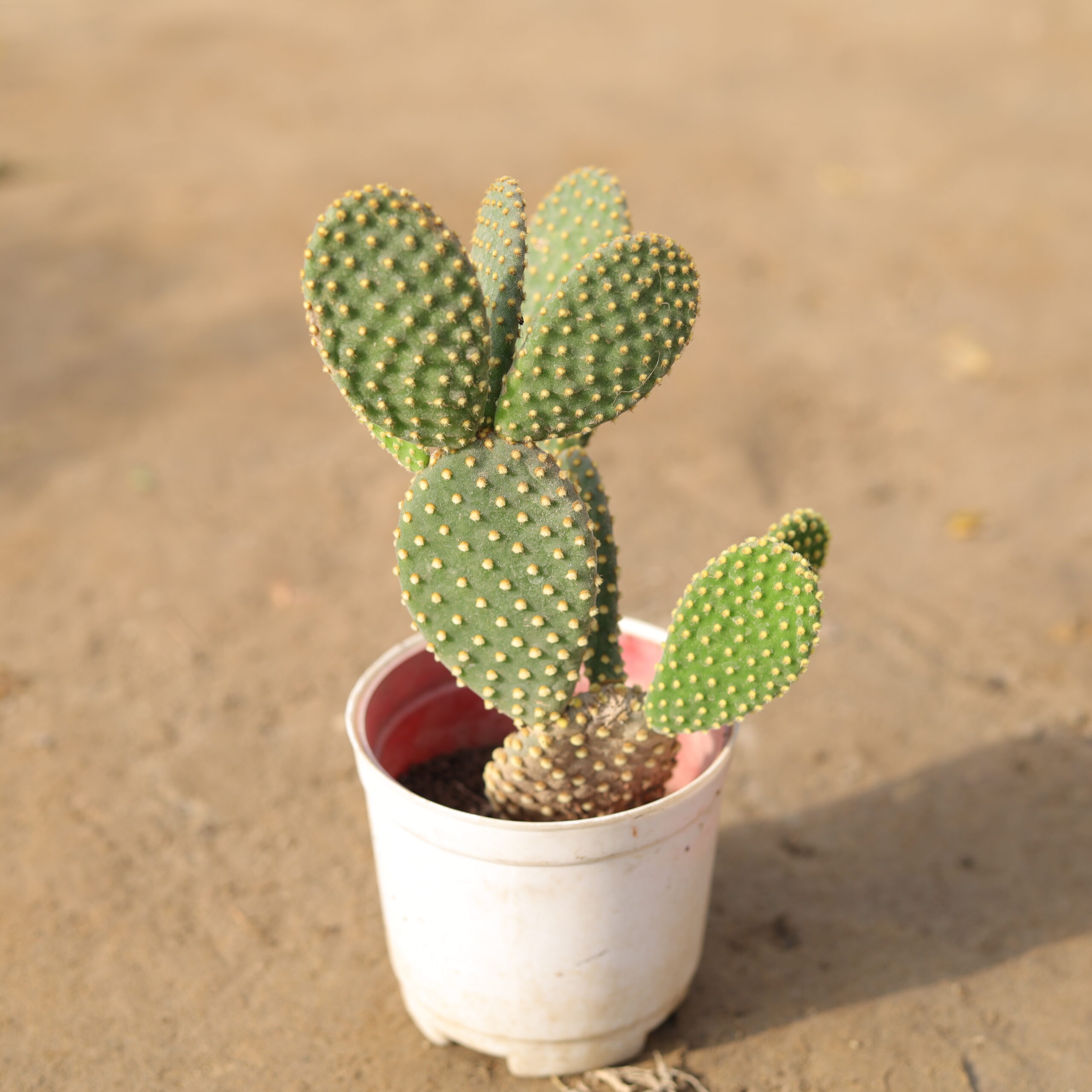 auto draft auto draft