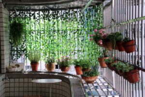 Home Cozy balcony decorated with hanging and potted plants, ideal for relaxation.