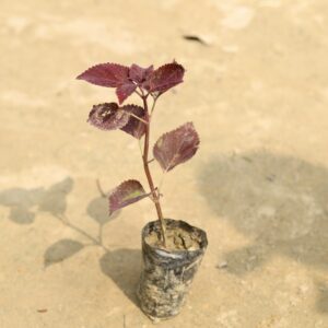 auto draft