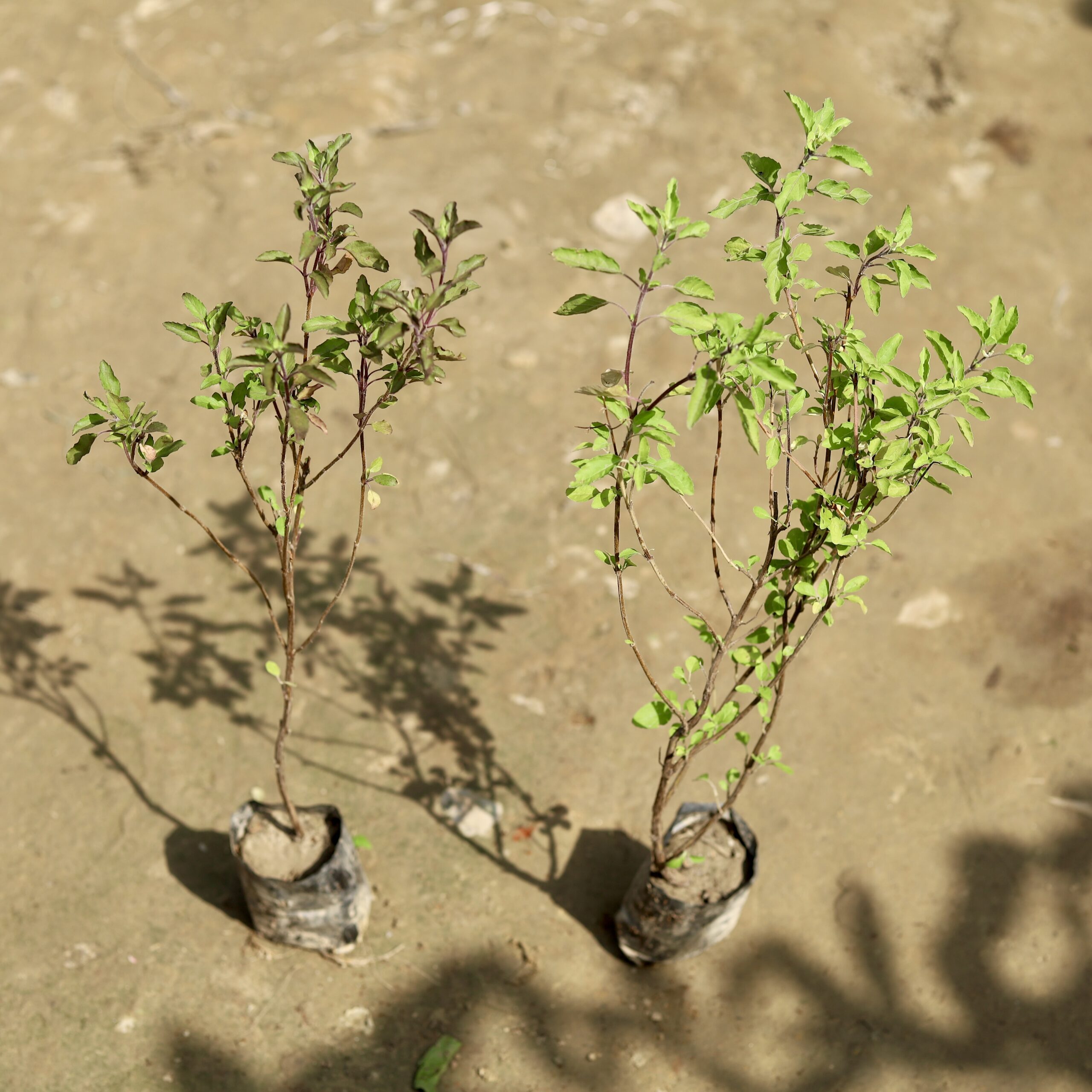 auto draft auto draft