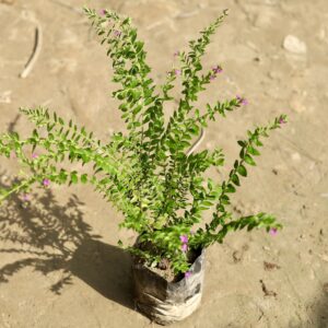 auto draft