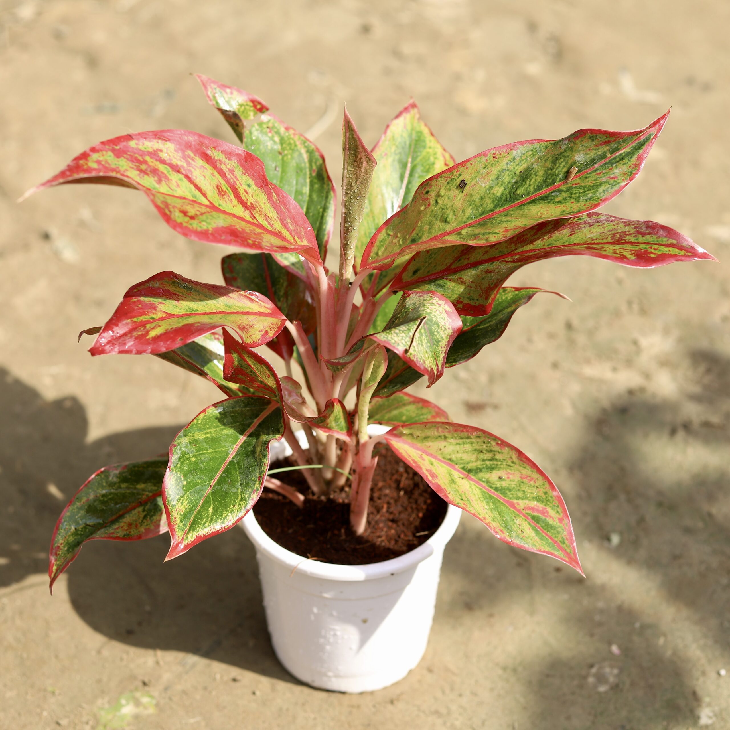auto draft auto draft